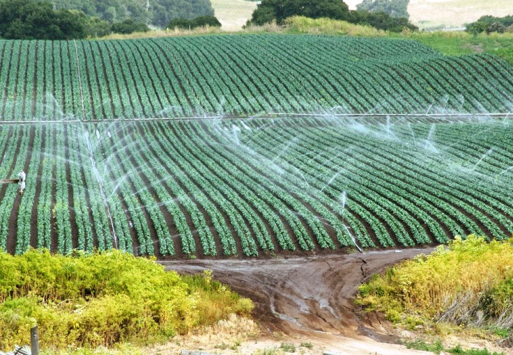 Tưới nước tiết kiệm theo độ ướt của lá  Cục Quản lý tài nguyên nước